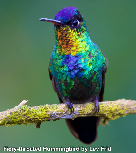 ecuador hummingbird tours