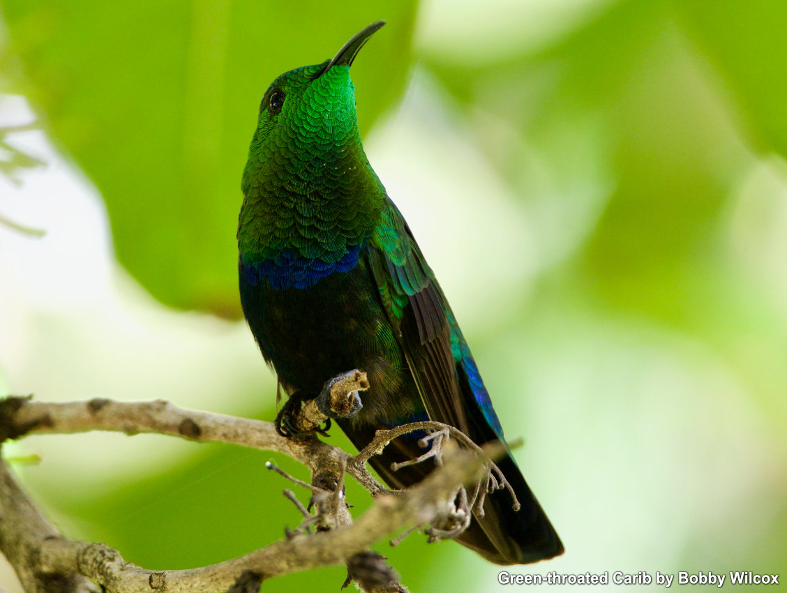 ecuador hummingbird tours