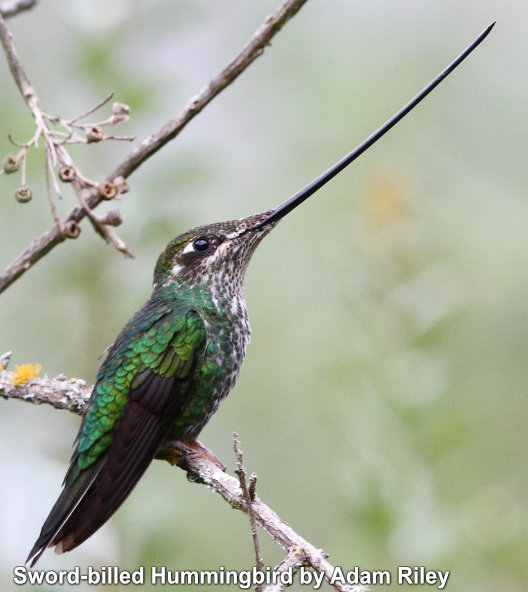 ecuador hummingbird tours