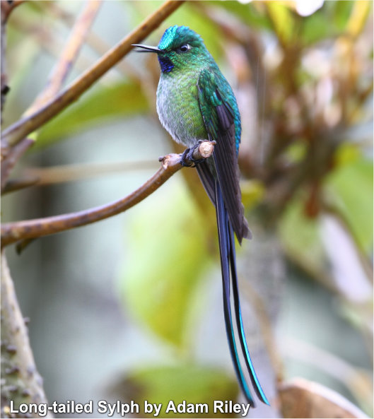 ecuador hummingbird tours