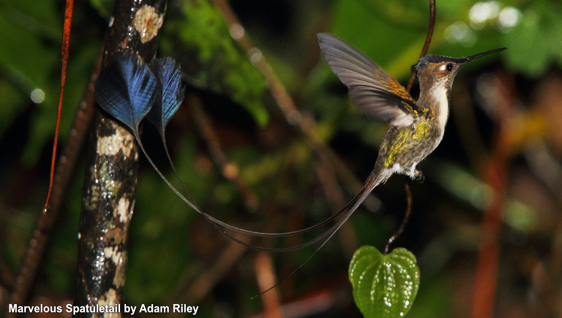 ecuador hummingbird tours