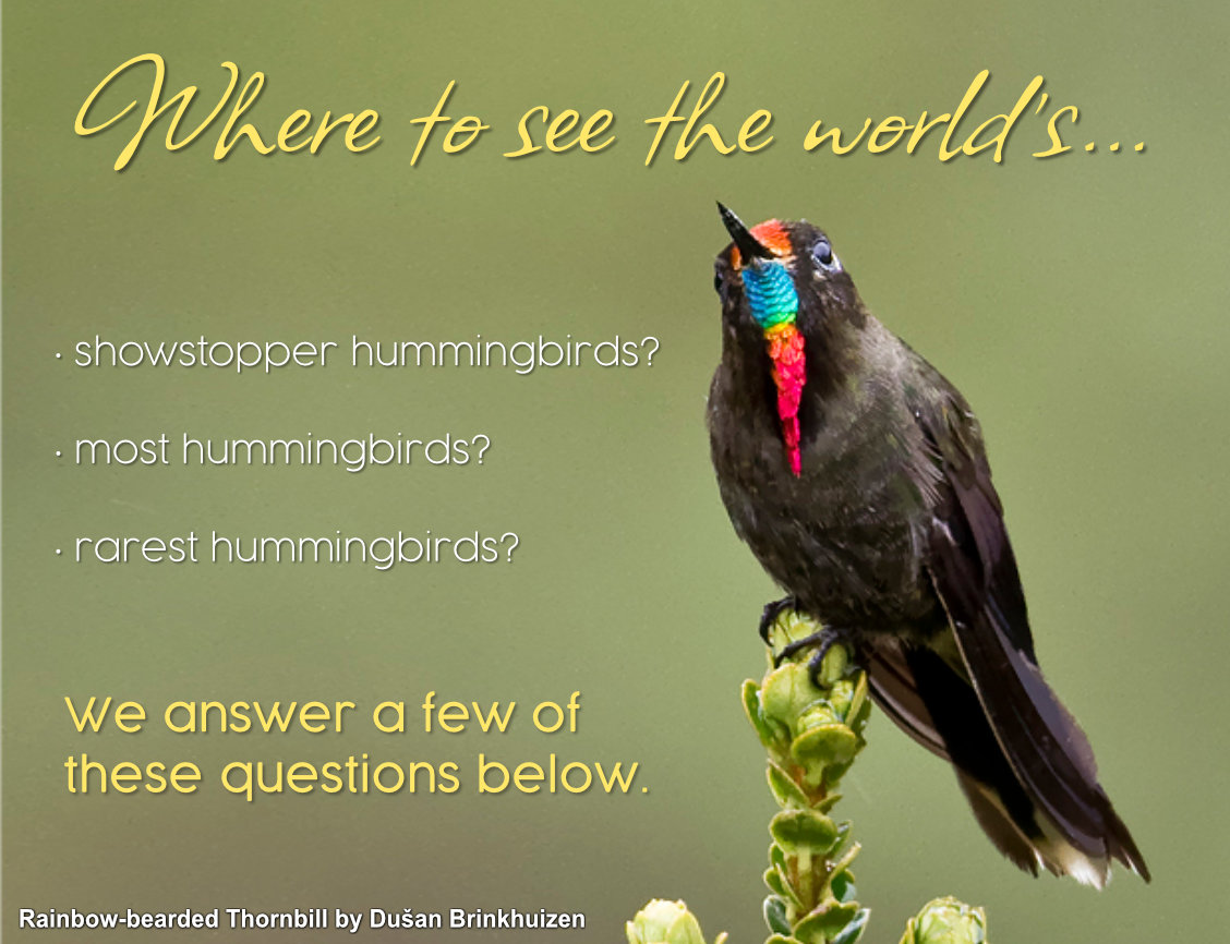 ecuador hummingbird tours