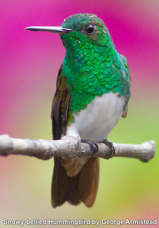 ecuador hummingbird tours