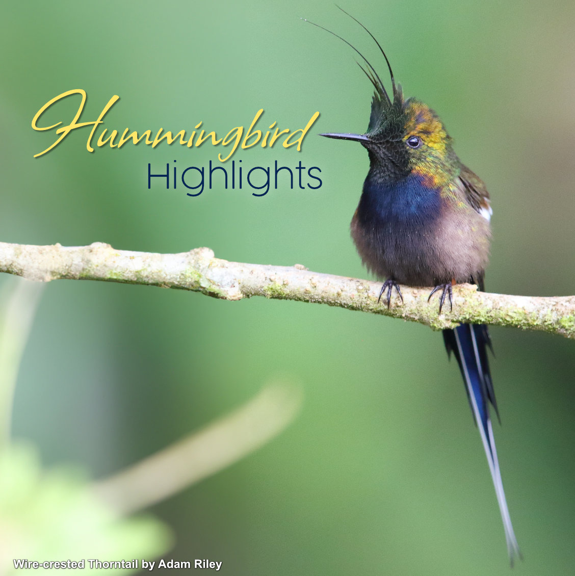 Hummingbird Highlights