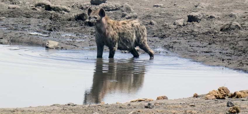 Safari naar Namibië, Botswana en Victoria Falls, deel 2