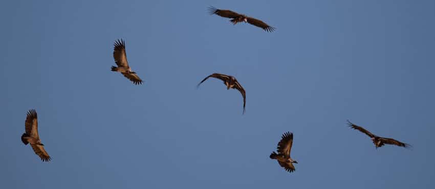 Safari por el sur de África, grandes aves rapaces