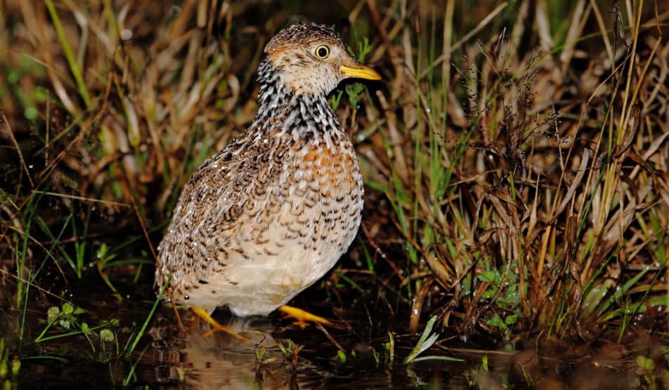 Plains-wanderer by Adam Riley