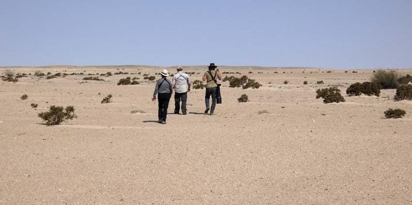 Welwitschia