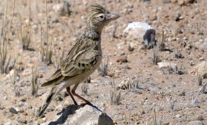 Een leeuwerik in Afrika