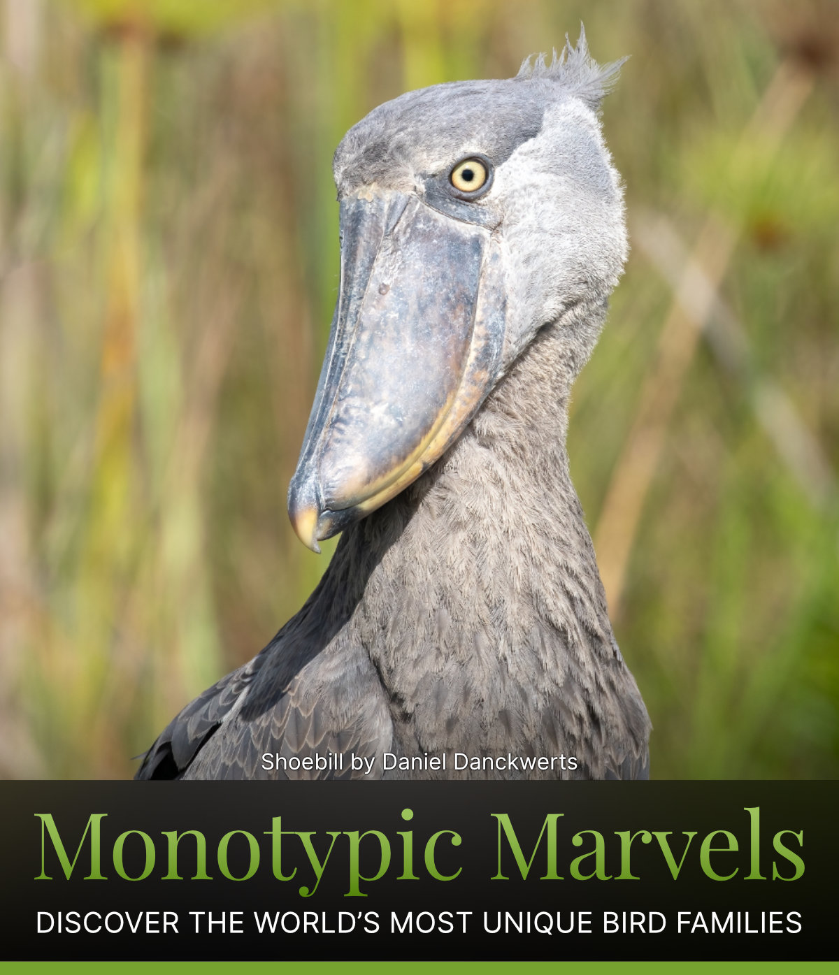 Monotypic Marvels