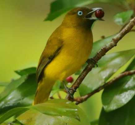 अंडमान बुलबुल