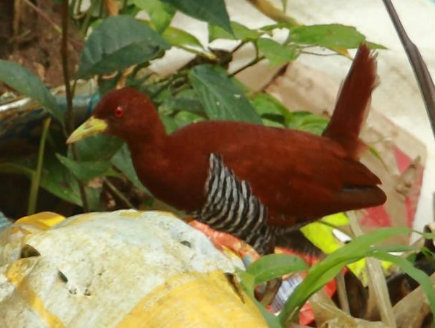 अंडमान क्रेक