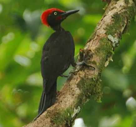 अंडमान वुडपेकर