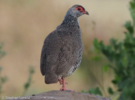 Ruspolis turako