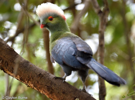 Ruspolis turako